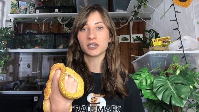 Meet My Green Tree Python, Metamora смотреть онлайн