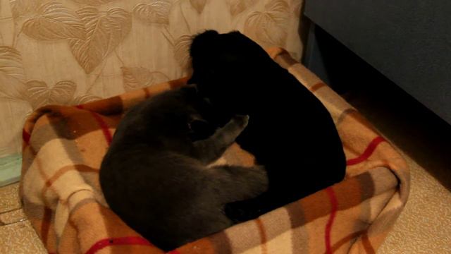 Кошка моет щенка, а потом такое началось... смотреть онлайн