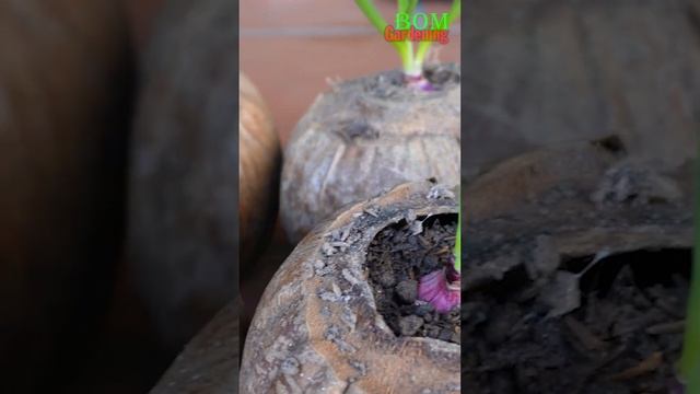 Growing purple onions from seeds, No need to garden, Unexpected results after 20 days смотреть онлайн