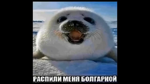 ПОЖАЛУЙСТА!!! Распили меня болгаркой! смотреть онлайн