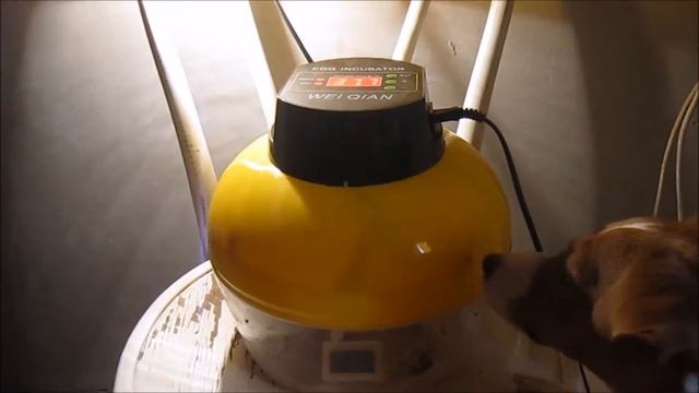 Проклюнулись ! Перепелиные яйца из магазина. Часть 4. смотреть онлайн