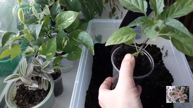 КОМНАТНЫЕ ЦВЕТЫ.ПРОБУЮ,ГРУНТ ИЗВЕСТНОЙ МАРКИ.ПОКУПКИ И ЦВЕТОЧНЫЕ ДЕЛА. смотреть онлайн