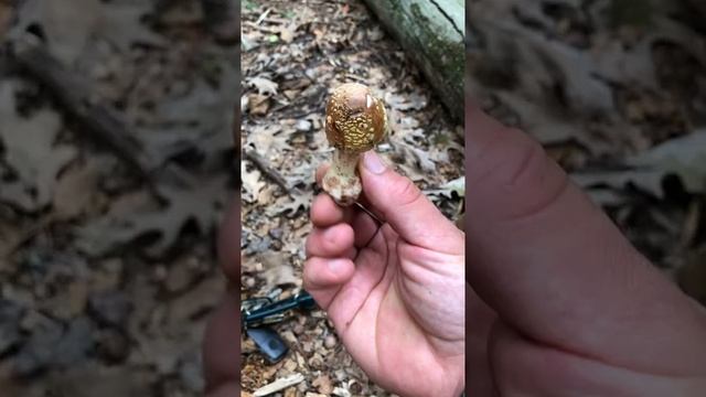 Amanita Crenulata? (Pantherina?) смотреть онлайн