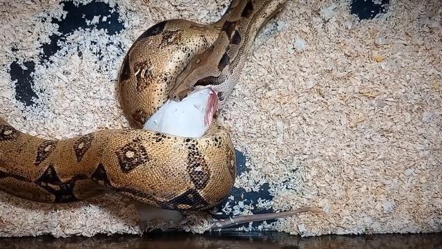 Boa Constrictor Triple Feeding : *WARNING* INCLUDES LIVE FEED смотреть онлайн