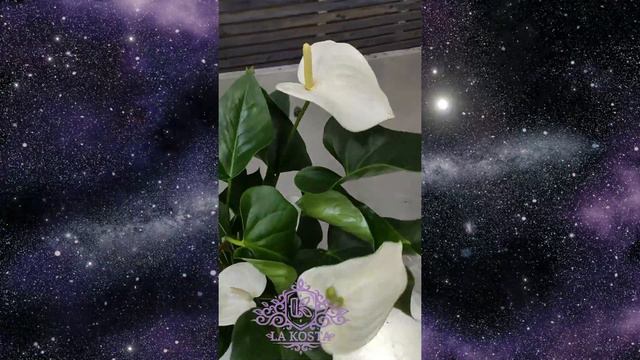 Антуриум Антедесия Вайт (Anthurium Antedesia White)