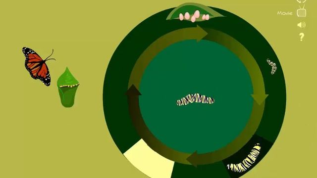 Butterfly Life-Cycle Science Game - Sheppard Software смотреть онлайн
