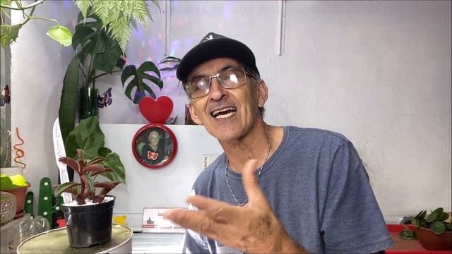 #Peperomia Graveolens RUBI GLOW!   #PauloBonsai??