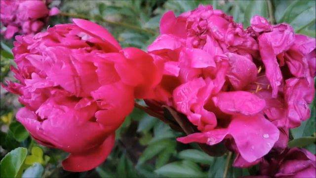 嫣红与粉红芍药花 Scarlet and Pink Peonies смотреть онлайн