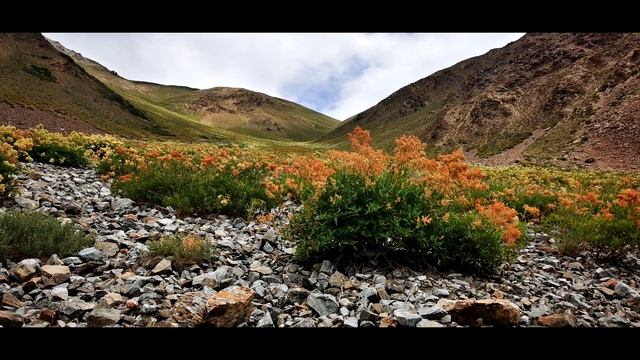 Чарсем. Природа Памира 2021. Charsem. Nature of the Pamir 2021. смотреть онлайн