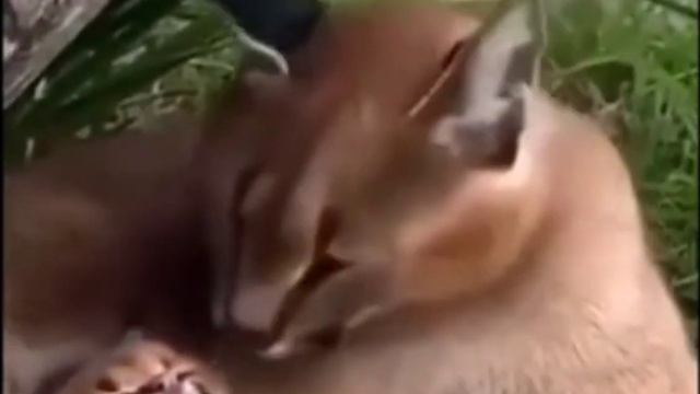 Шлёпа и шлепок без звуков мем смотреть онлайн
