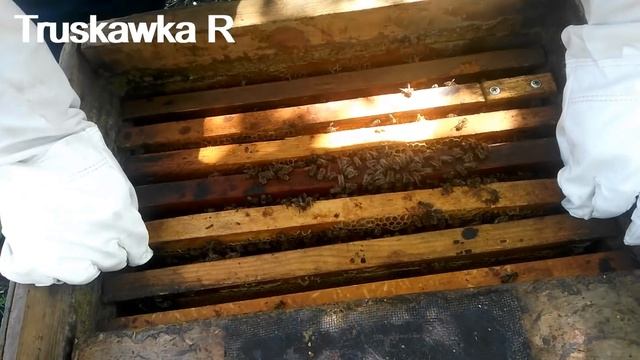 Семьи #пчёл, очень слабые весной. Как за 25-30 дней сделать из них сильную семью.