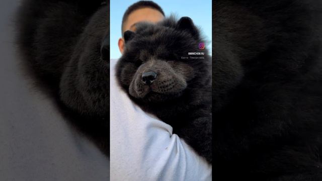 Миниатюрный Чау Ким ❤️ Доступен✅ Инстаграм: @minichow.ru смотреть онлайн