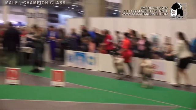 AMERICAN AKITA | MALES | CACIB DOG SHOW - IDS CRYSTAL CUP OF UKRAINE | 09 dec 2018 |AM.AKИТА смотреть онлайн