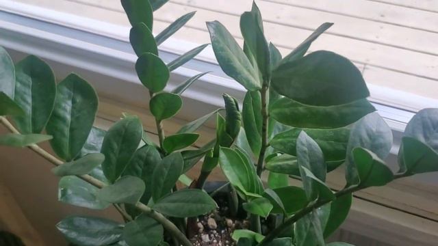 Plant Updates... What's Happening With My Collection! смотреть онлайн