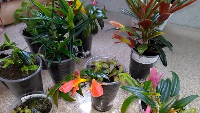 Мои комнатные растения // Уход и содержание КОЛУМНЕЙ // Моё НОВЬЁ смотреть онлайн