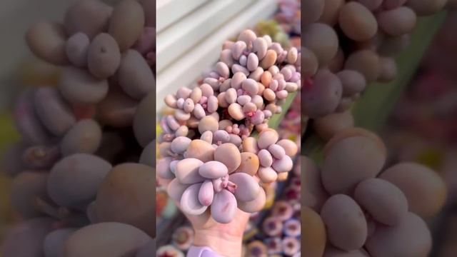 Succulent Purple #succulent смотреть онлайн
