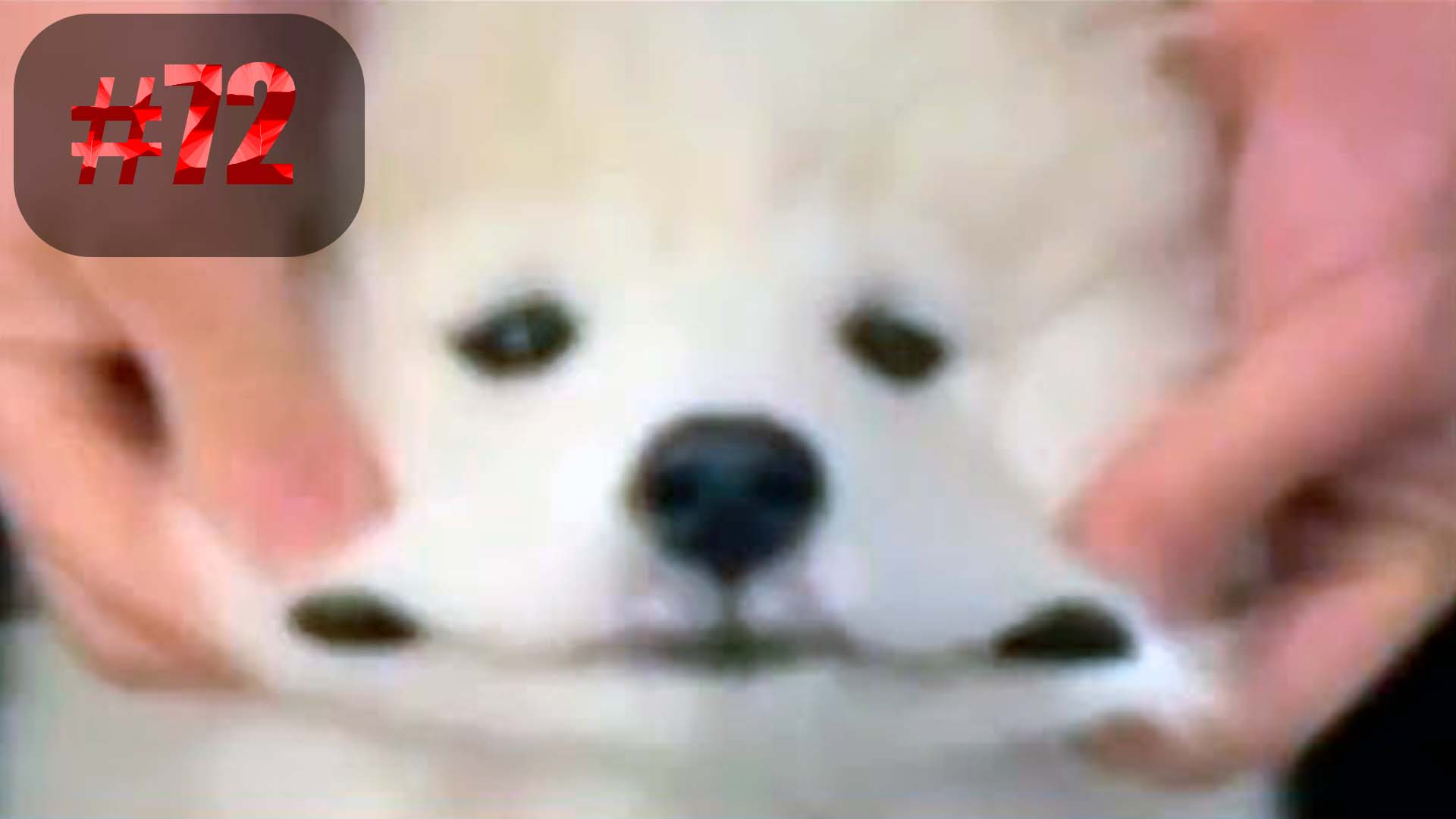 909 секунд Смеха ?? Смешных моментов | приколы лучшие до слез ?? 2022 Смешные коты #72 смотреть онлайн