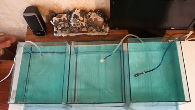 Разведение Данио GloFish