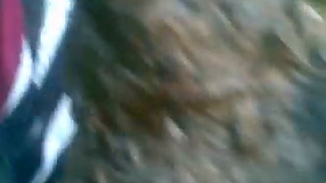 Дохлый бобер смотреть онлайн