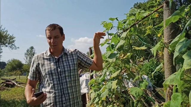 Почему не растут огурцы в сентябре осенью смотреть онлайн