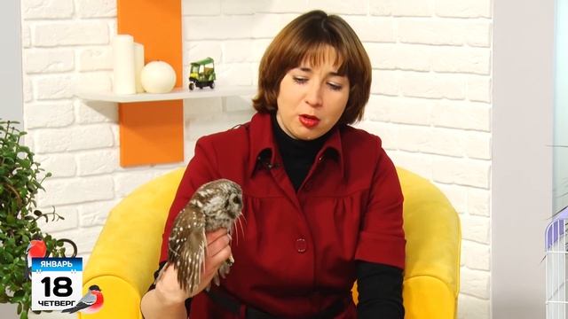 Снегири прилетели! смотреть онлайн