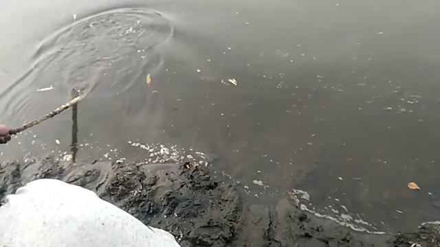 наживка на налима .минога- вьюн смотреть онлайн