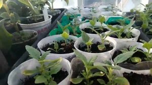 Сибирь. Что растёт в теплице на 7 апреля 2022 года