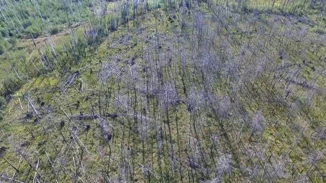 Август 2016 года, лес после пожаров 2010 года. Мещера, Рязанская область. смотреть онлайн