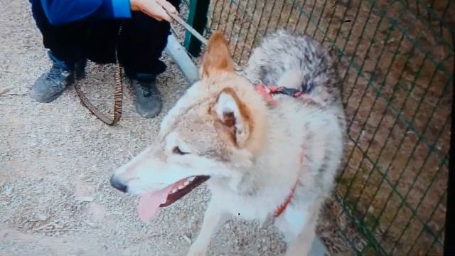 щенки от Няши и Амура. фото смотреть онлайн