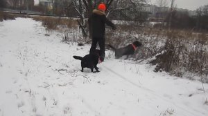 Дисплазия у собак.