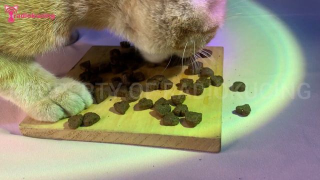 DRY FOOD KUCING SUPER PREMIUM ADA RUMPUT LAUTNYA! Review Vigor & Sage Ginseng! | Radio Kucing #139 смотреть онлайн