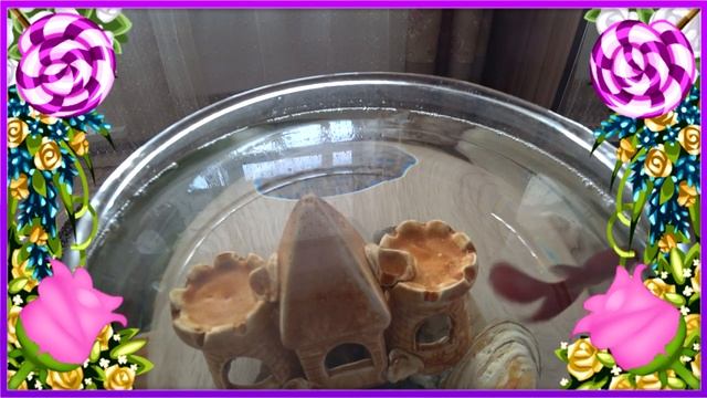 ✿ Дрессированная рыбка Петушок ✿ Трюки с рыбками ✿ Неудачная попытка ✿ Ржака ✿ смотреть онлайн