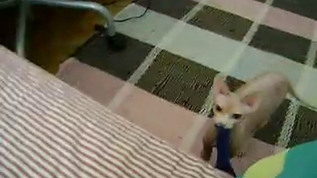 Собака в теле кота. часть 2 смотреть онлайн