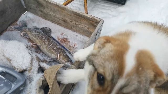 Буян на рыбалке отжимает у нас щуку смотреть онлайн