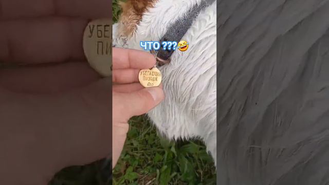 А КАК ЗОВУТ ВАШУ СОБАКУ ? 🤣 #kaliningrad смотреть онлайн