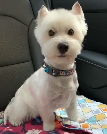 (УЛЛИ - Вест-хайленд-уайт-терьер) смотреть онлайн