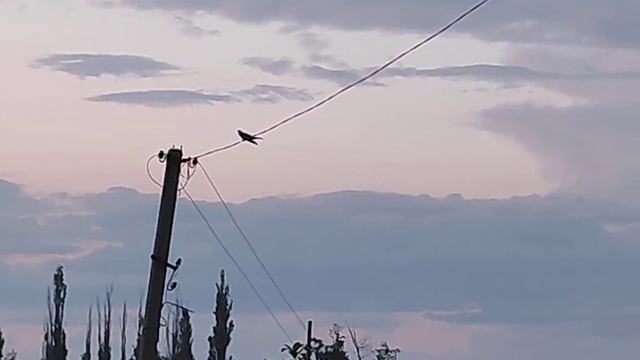 необычная кукушка... глушануло, наверное))).mp4 смотреть онлайн