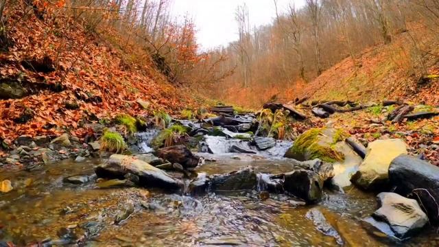 Звуки природы Звуки леса пение птиц и шум ручья для релаксации сна медитации смотреть онлайн