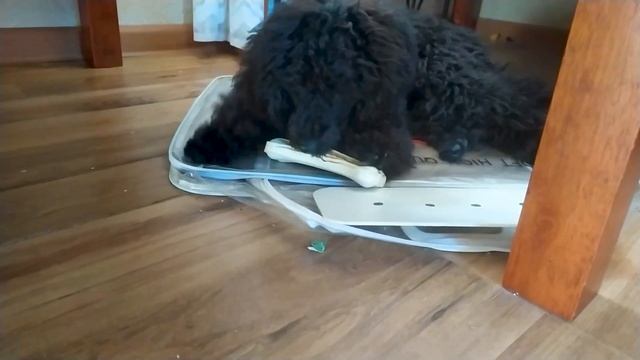 Год с пуделем - что из этого вышло? смотреть онлайн