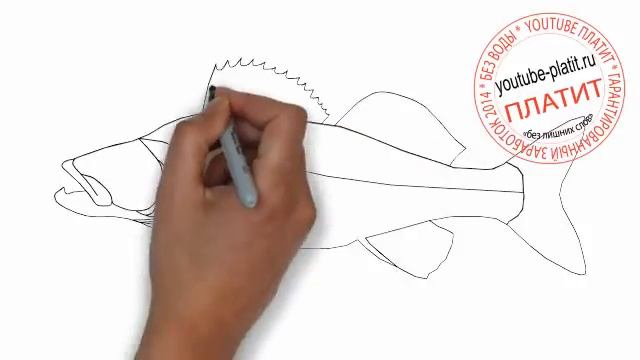 Как легко карандашом нарисовать окуня смотреть онлайн