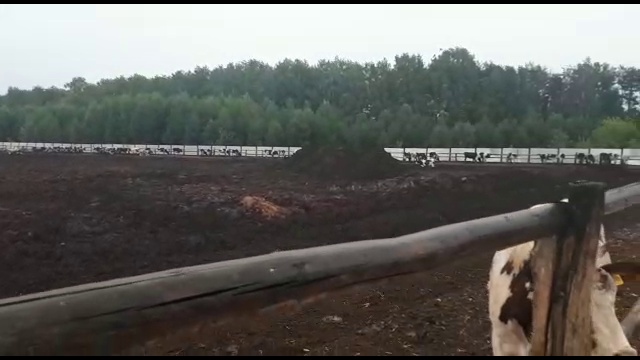 Черно-пестрые коровы смотреть онлайн