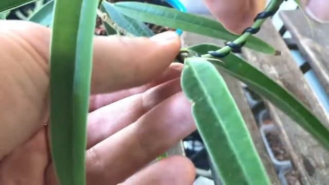 The Y-shaped Ficus Binnendijkii cutting, August 2020 смотреть онлайн