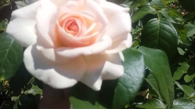 Принц Жардиньер -роза Александр Пушкин обзор сорта ! Есть саженцы на осень!!!?????? смотреть онлайн