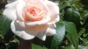 Принц Жардиньер -роза Александр Пушкин обзор сорта ! Есть саженцы на осень!!!??????