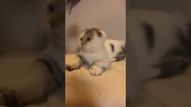 Munchkin fold kitten waiting new home! Манчкин котята, манчкин фолд кошечка ищет дом! смотреть онлайн