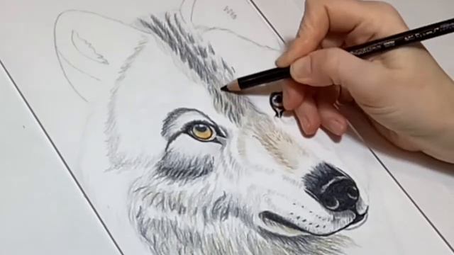 Как нарисовать волка.Цветными карандашами.Пошагово.Для начинающих.How to draw a wolf. смотреть онлайн