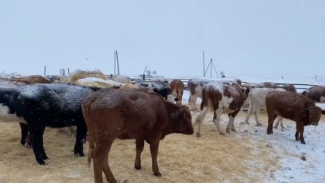 Один из дней на ферме. Запуск МТЗ 82 в мороз! смотреть онлайн