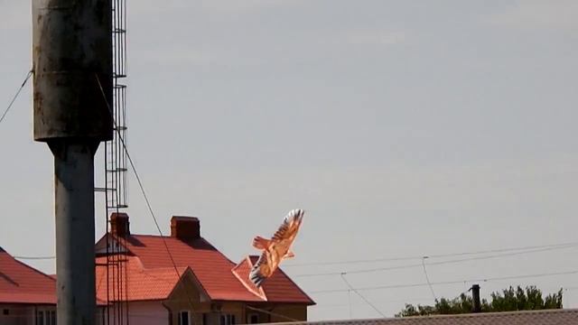 Воздушный змей, как птица. / A kite is like a bird. смотреть онлайн