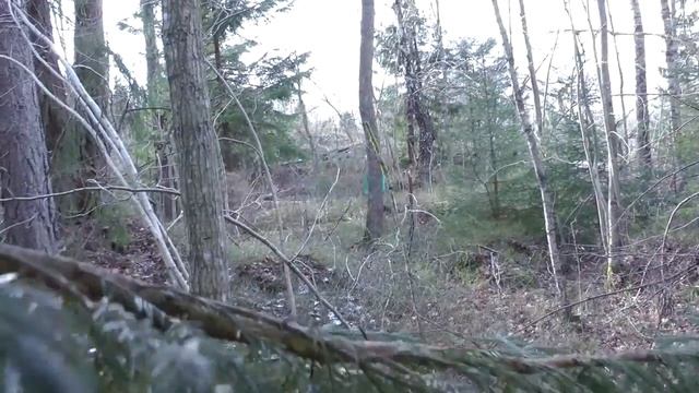 Danger in the forest! смотреть онлайн