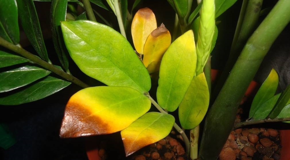 ПОЧЕМУ ЖЕЛТЕЮТ ЛИСТЬЯ У ЗАМИОКУЛЬКАСА? НЕ СОВЕРШАЙТЕ ЭТИХ ОШИБОК! смотреть онлайн